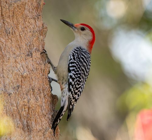 Image of Red-bellied Woodpecker