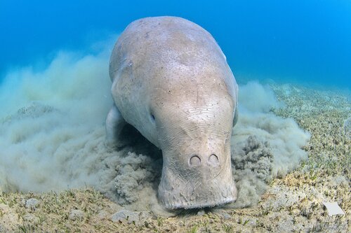 Image of Dugong