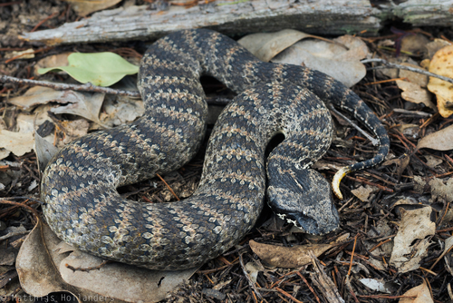 Image of Common Death Adder