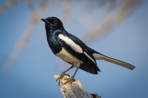 Image of Oriental Magpie-Robin