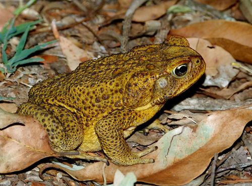 Image of Cane Toad