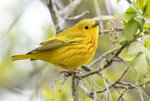 Image of Yellow Warbler