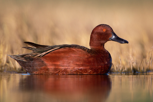 Image of Cinnamon Teal