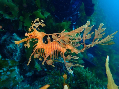 Image of Leafy Seadragon