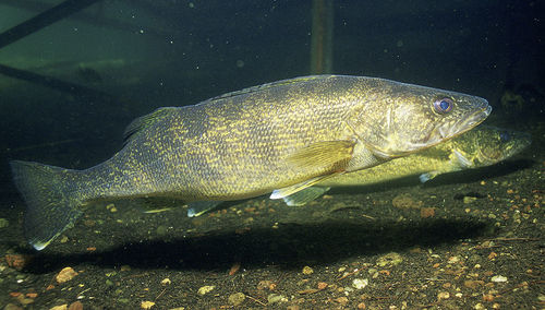 Image of Walleye