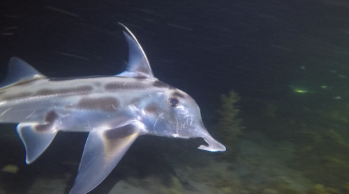 Image of Australian Ghost Shark