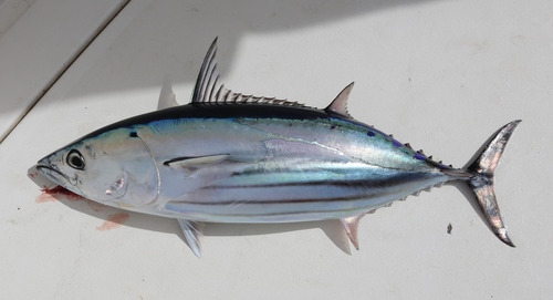 Image of Skipjack Tuna