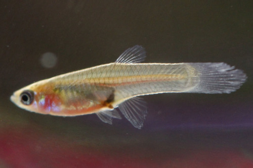 Image of Guppy