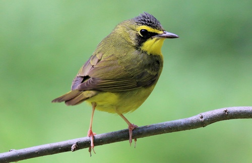 Image of Kentucky Warbler