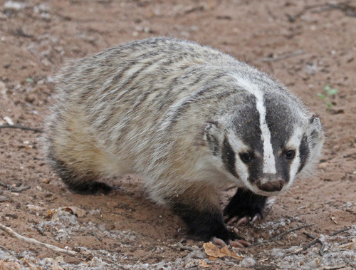 Image of American Badger