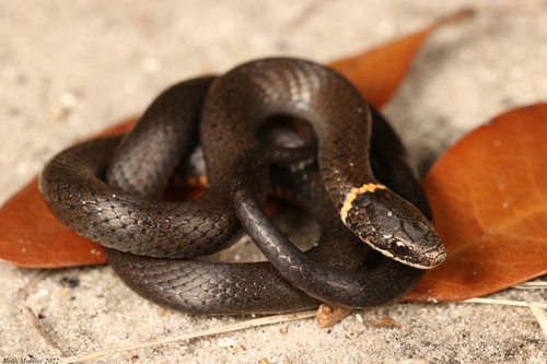 Image of Ring-necked snake