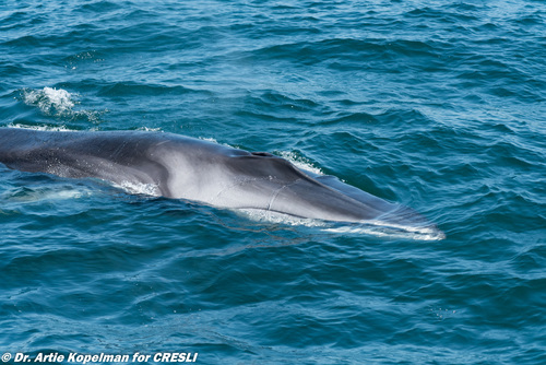 Image of Fin Whale