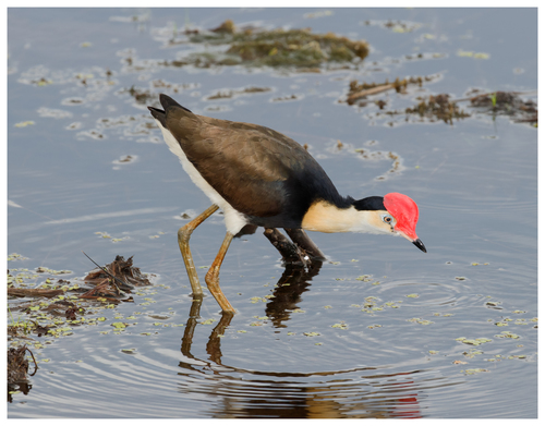 Image of Comb-crested Jacana