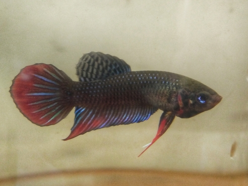 Image of Siamese Fighting Fish