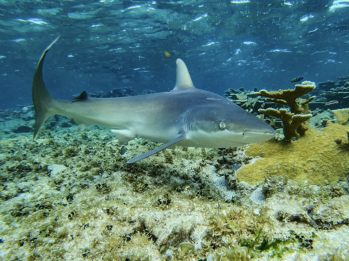 Image of Blacknose shark