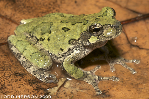 Image of Cope's Gray Treefrog