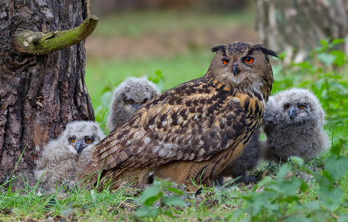 Image of Eurasian Eagle-Owl