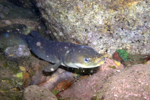 Image of European Eel