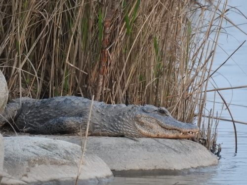 Image of Chinese Alligator