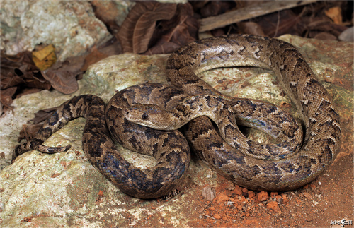 Image of Cuban Boa