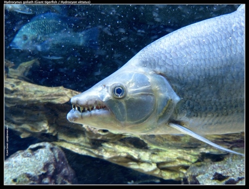 Image of Goliath Tigerfish