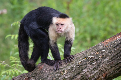 Image of White-faced Capuchin