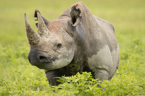 Image of Black Rhinoceros