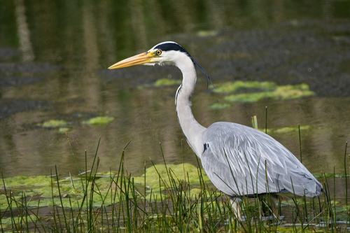 Image of Grey Heron