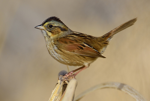 Image of Swamp Sparrow