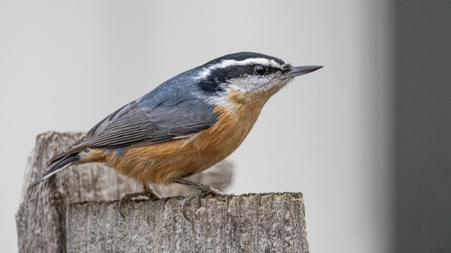 Image of Red-breasted Nuthatch