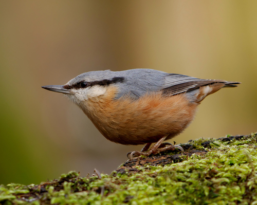 Image of Eurasian Nuthatch