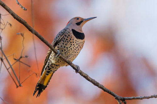 Image of Northern Flicker