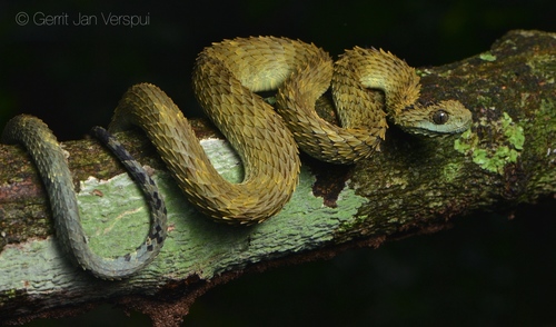 Image of Bush Viper