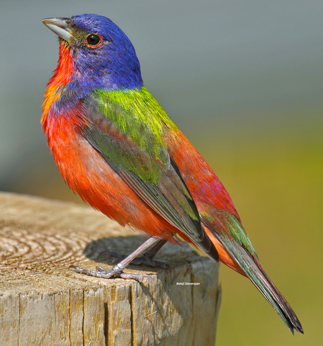 Image of Painted Bunting