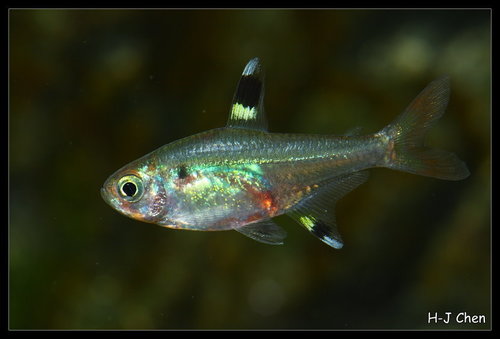 Image of X-ray Tetra