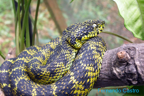 Image of Eyelash Viper