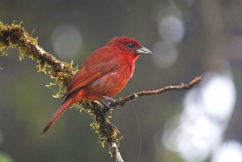 Image of Hepatic Tanager