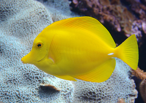 Image of Yellow Tang