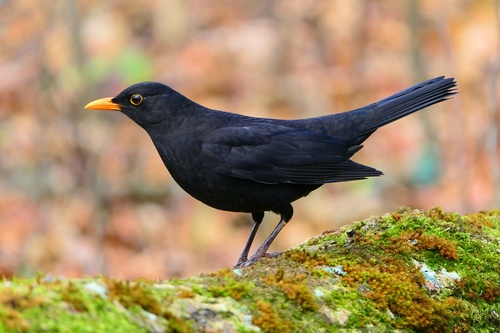 Image of Common Blackbird