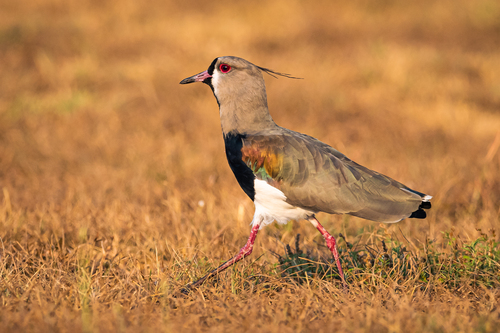 Image of Southern Lapwing