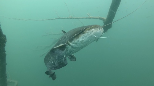 Image of Wels catfish