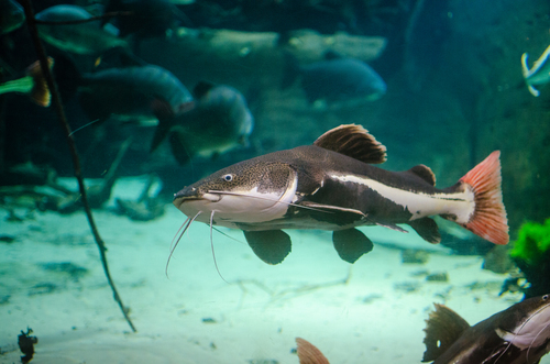 Image of Redtail Catfish