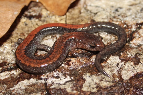 Image of Eastern Red-backed Salamander