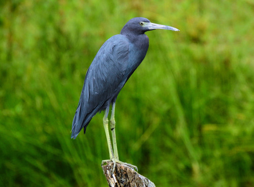 Image of Little Blue Heron