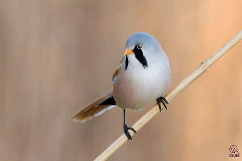 Image of Bearded Reedling