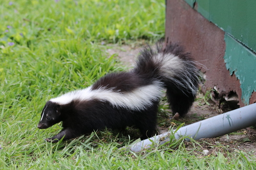 Image of Striped Skunk