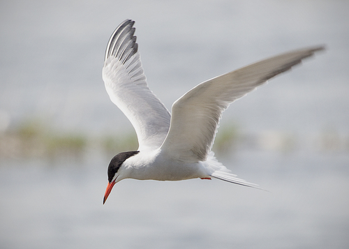 Image of Common Tern