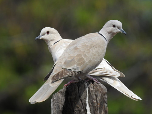 Image of Eurasian Collared Dove