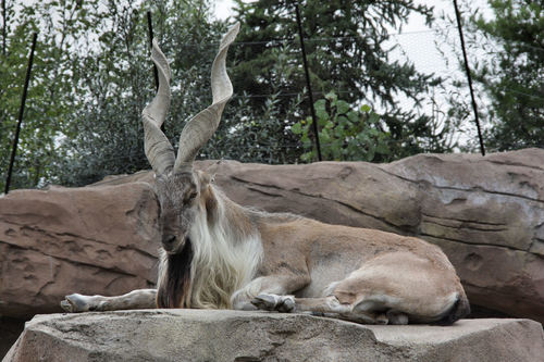 Image of Markhor