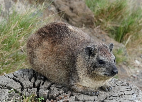 Image of Rock Hyrax